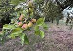 Des incertitudes demeurent sur le niveau final de la récolte qui ne pourra être plus précisément évalué que dans quelques semaines : les pluies seront déterminantes pour les fruits encore dans les arbres
