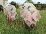 Le cochon de Bayeux et ses copains des autres races patrimoniales normandes sera au Fêno tout le week-end à Caen