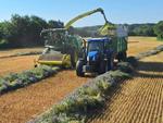 Le méteil implanté cet automne pourra être récolté en ensilage en mai.