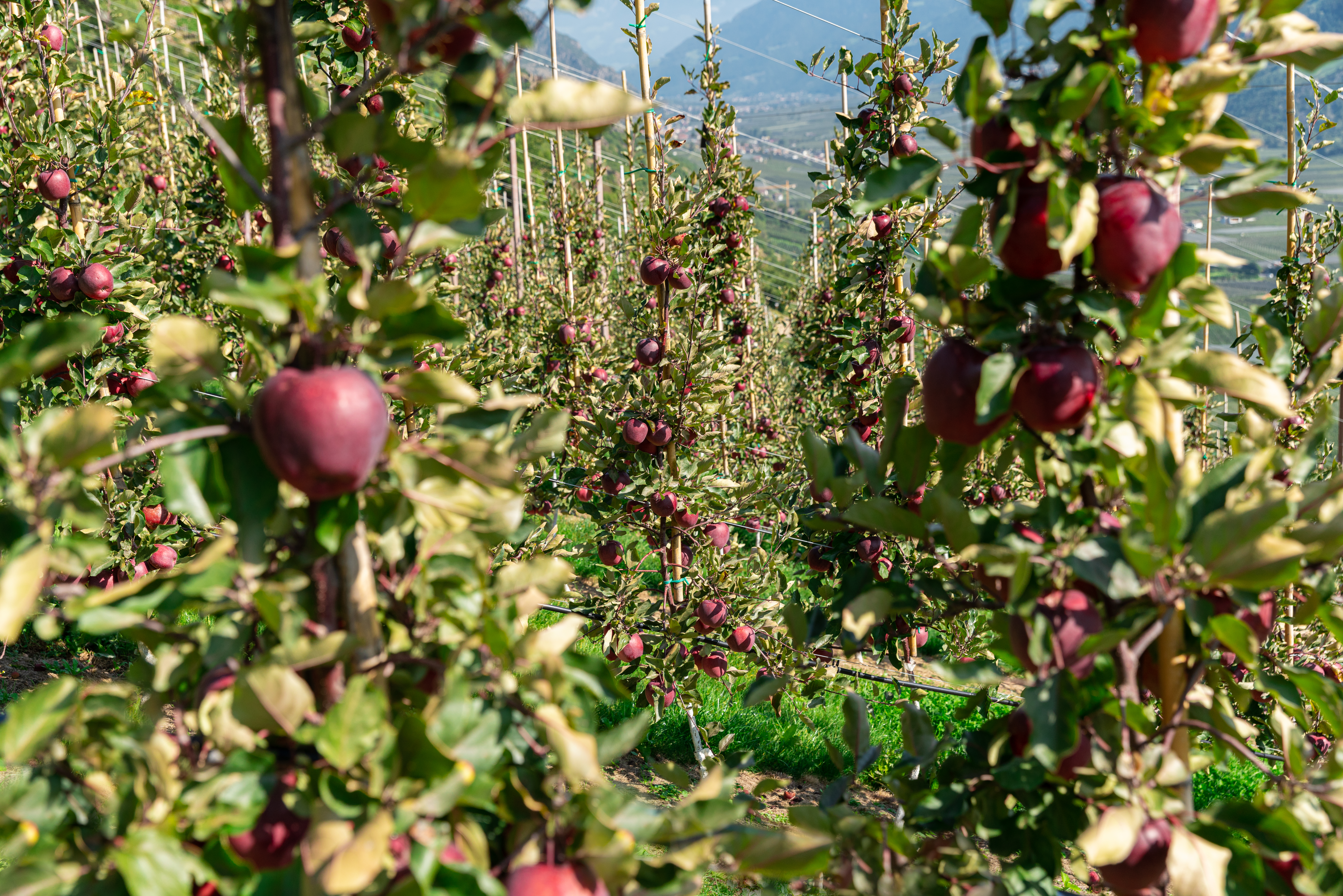 Ces pommiers qui n'ont pas de maladies - Jardinier paresseux, image size:7952x5304