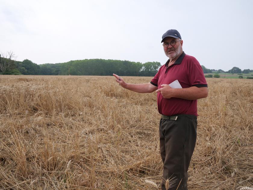 JeanLuc Reveau estime les pertes dans les parcelles agricoles Anjou