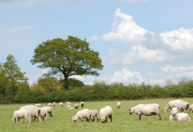 Cette année, les agneaux devant être vendus en vente directe sont partis dans le circuit long, ou sont restés plus longtemps sur la ferme. Pas forcément une mauvaise nouvelle, car « ils grossissent un peu plus et sont plus beaux ».