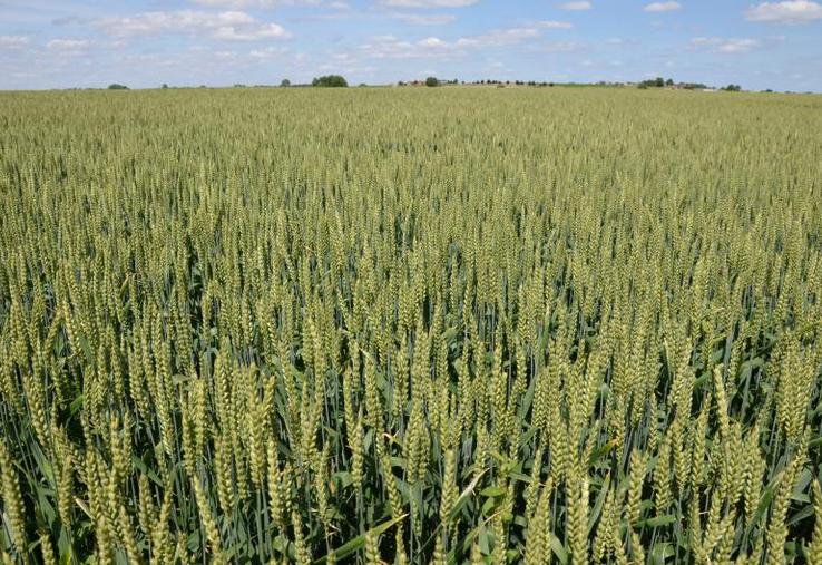 L’assolement du blé est en hausse générale : + 3,5 % pour le blé tendre et + 11,3 % pour le blé dur au niveau national.