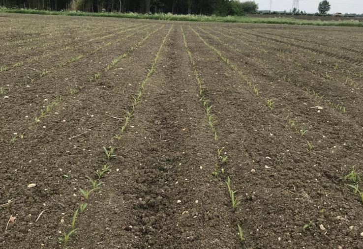 Dans le Sud Saumurois, les chantiers de semis de maïs se sont terminés la semaine dernière. Christian Blet, agriculteur à Courchamps, a semé 7 hectares de maïs grain.