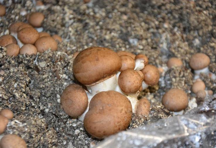 La culture du champignon est très technique, laissant peu de place à l’approximation, encore plus en bio, où aucun apport, mis à part « de l’eau et de l’air », n’est effectué.