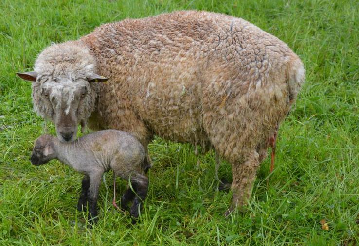 En 2018, le Maine-et-Loire comptait 6 éleveurs ovins bio.
