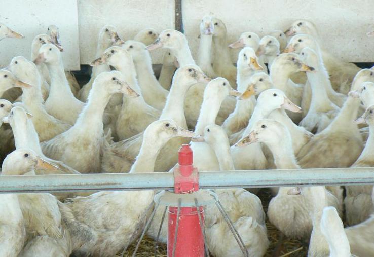 Dans certaines zones stabilisées du Sud-Ouest de la France, il est désormais possible de réintroduire des gallinacées. Pour les palmipèdes gras, « si la situation continue à évoluer favorablement », ils pourront être réintroduits fin mai 2017 à la suite d’un arrêté.