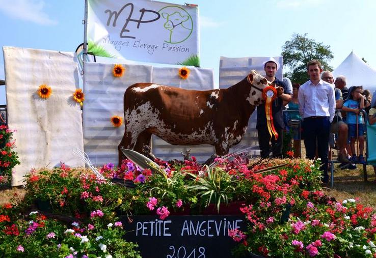 Championne génisses prim'Holstein 2018