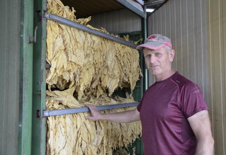 Pascal Socheleau devant le four à tabac. Sa production de Virginie, dont la récolte manuelle s’étale de fin juillet à fin septembre, est destinée à fournir les bars à chicha du Moyen Orient.