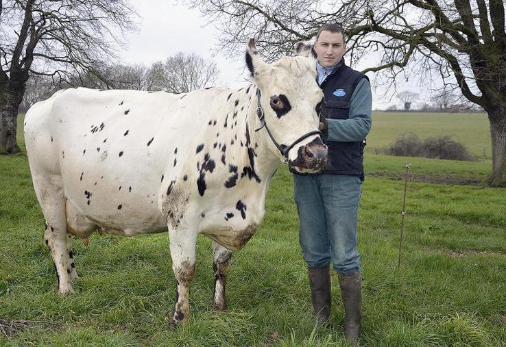 Mickaël Drouet, jeune éleveur de 29 ans, présente Chipie, une habituée du podium de Festi’élevage.
