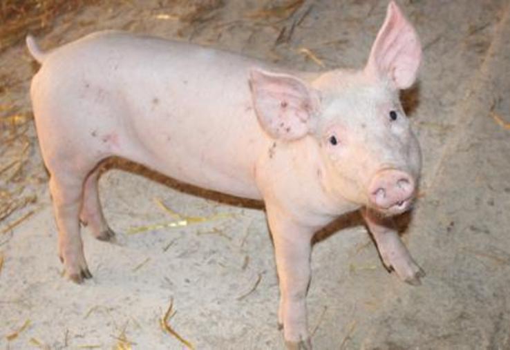 Barre symbolique des 1,40 €/kg franchie, pour laquelle la Fédération nationale porcine (FNP) avait manifesté durant l'été 2015.