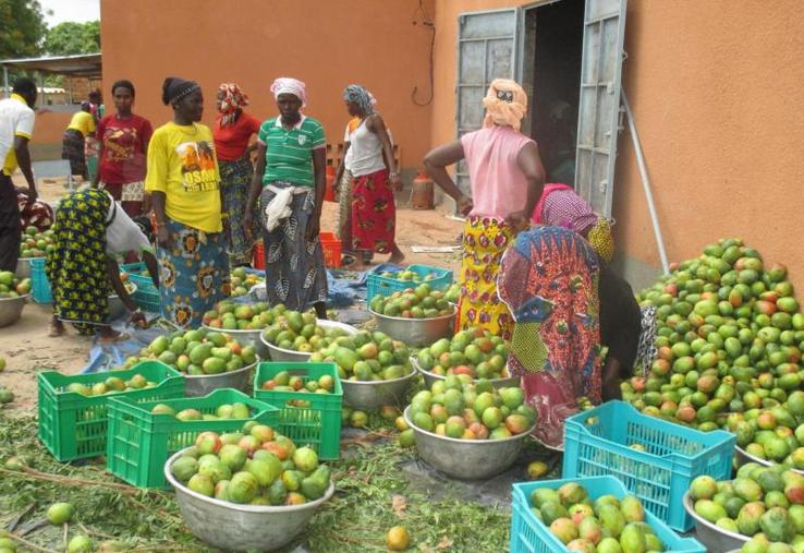 Une fois récoltées, les mangues sont épluchées, découpées en morceaux pour ensuite être séchées. Toutes ces tâches sont réalisées par des femmes.