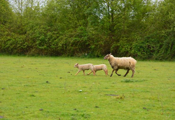Sur les 500 000 agneaux à abattre pour ce mois d’avril sur le territoire français, 100 000 pourraient rester invendus, selon Interbev ovins.