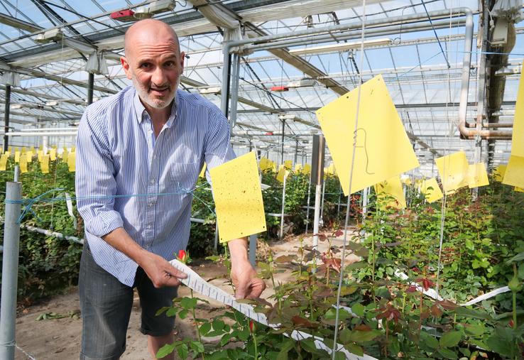 Panneaux englués piégeurs de thrips, diffuseurs d'auxilaires : les établissements Froger Fleurs pratiquent la lutte intégrée. Ces méthodes sont plus coûteuses que la lutte phytosanitaire, souligne leur dirigeant Guillaume Froger.