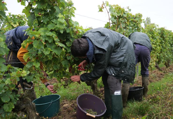 Les élèves de Première CGEVV ont récolté les premières baies mercredi matin.