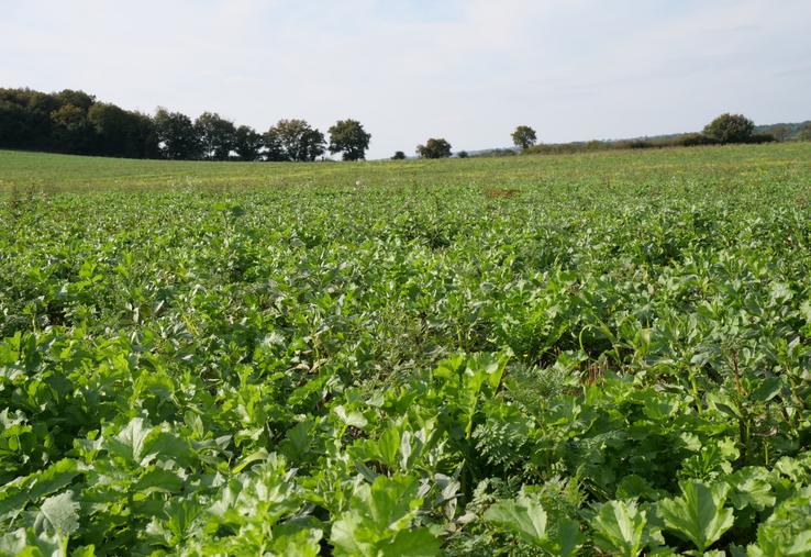 Les couverts végétaux ont été semés le 8 août sur la parcelle de limon sableux à Chazé-sur-Argos.