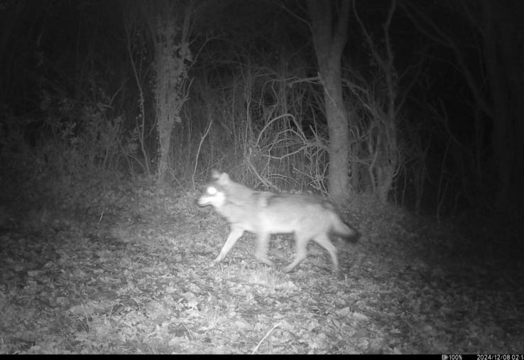 Une photographie du loup aperçu en Maine-et-Loire.