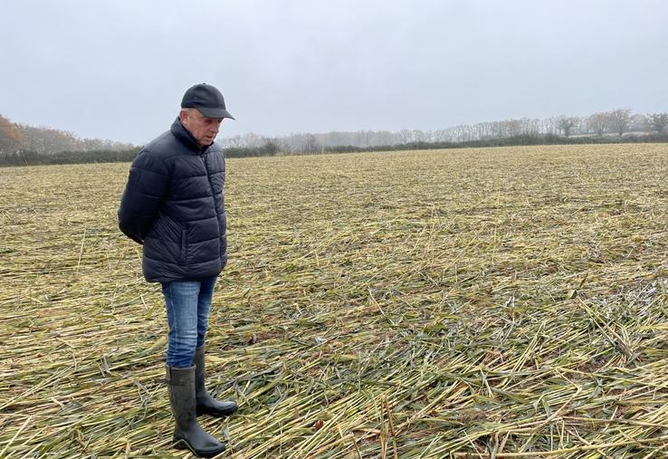 Dans cette parcelle (photo prise le 28/11/2024), le sorgho a été roulé et une féverole a été semée le 20 novembre.