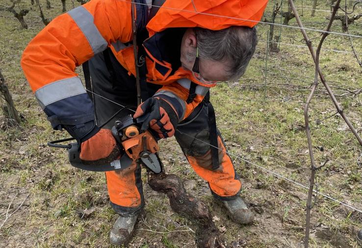 L'ATV49 propose des formations au curetage, comme le 11 février dernier à Val-du-Layon. L'amadou est la marque de l'infestation par le champignon.