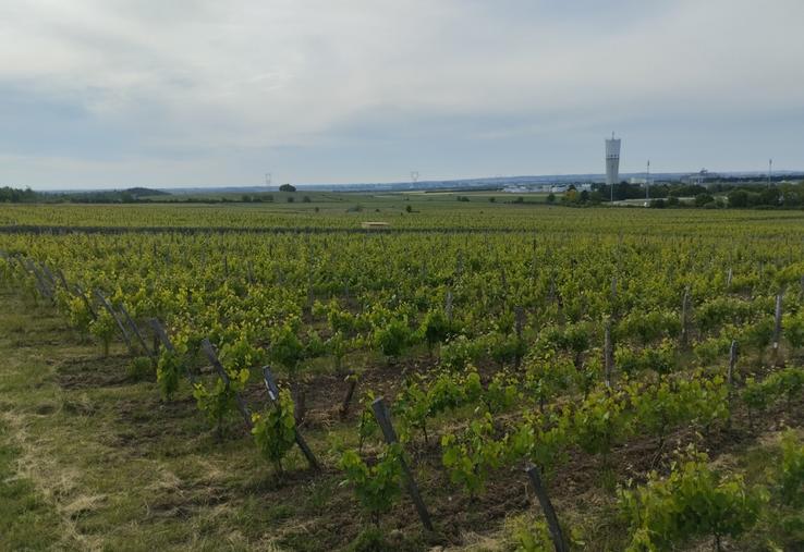 Le domaine de l'IFV s'étend sur 12 ha à Montreuil-Bellay.