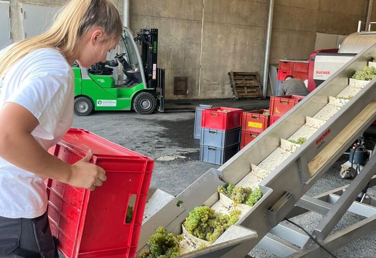 Au lycée Edgard Pisani de Montreuil-Bellay, la rentrée a déjà eu lieu cette semaine pour les BTS viticulture-œnologie, qui ont attaqué les vendanges.