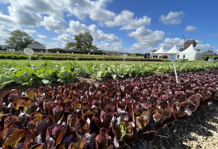 La sélection variétale est un des leviers majeurs d'adaptation au changement climatique. Vilmorin-Mikado sélectionne des laitues résistantes aux maladies comme la fusariose, le bremia...