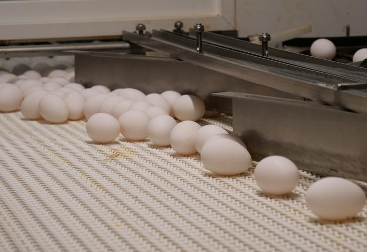 Près de 150 000 œufs arrivent à la casserie quatre jours par semaine.
