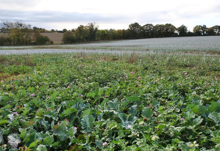 Dans la parcelle, le trèfle, semé à une densité de 13 kg/ha, coexiste avec des repousses de colza, lors de l'implantation du blé, lundi 27 octobre à Miré.