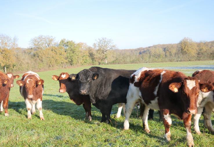 Le taureau angus de l'élevage de Benoit Arthus, à Marcé. Il est utilisé en croisement uniquement sur des génisses.  