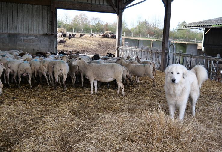 Le troupeau de 400 brebis est protégé par 5 chiens.