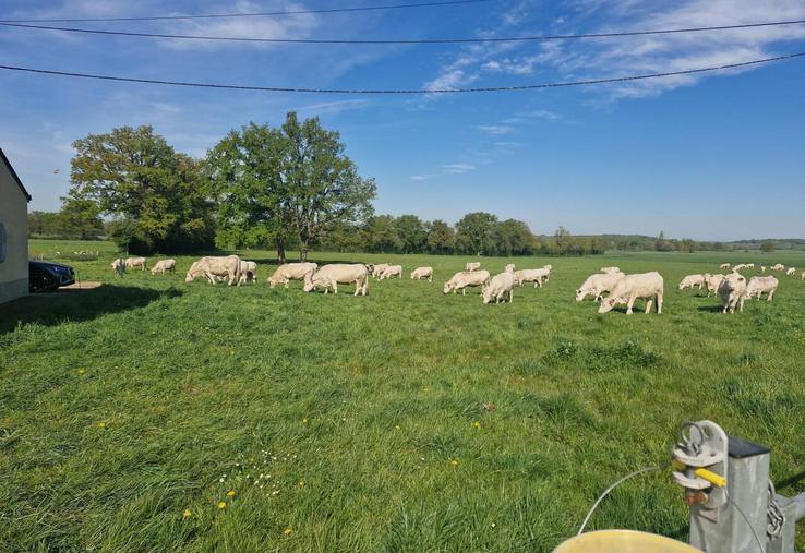 Le troupeau de Céline Douaneau est fortement impacté par la MHE et la FCO. L'éleveuse va faire à nouveau la vaccination FCO 3 et 8 en février-mars, avant la mise à l'herbe, suite aux conseils de son vétérinaire et du GDS