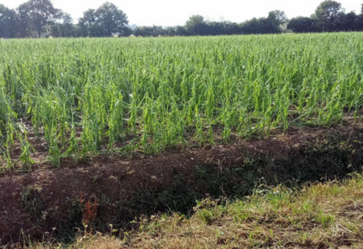 En juin 2025, cette parcelle de maïs a subi une violente averse de grêle, au Gaec des Flées.