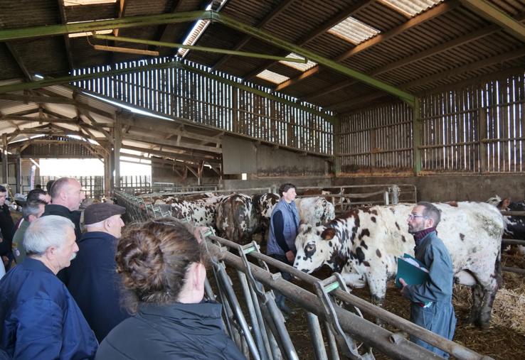 L'éleveur Michel Lemer et le technicien Evolution David Lebullenger ont présenté quelques vaches de l'élevage de Michel Lemer.