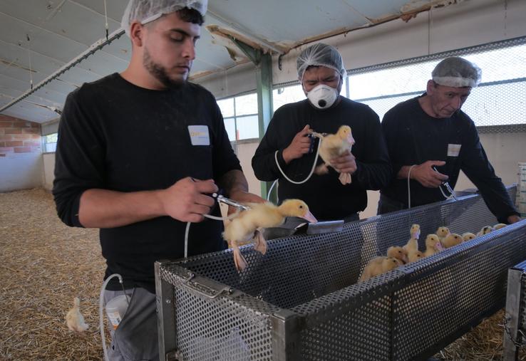 Vaccination de canards dans un élevage de Maine-et-Loire.