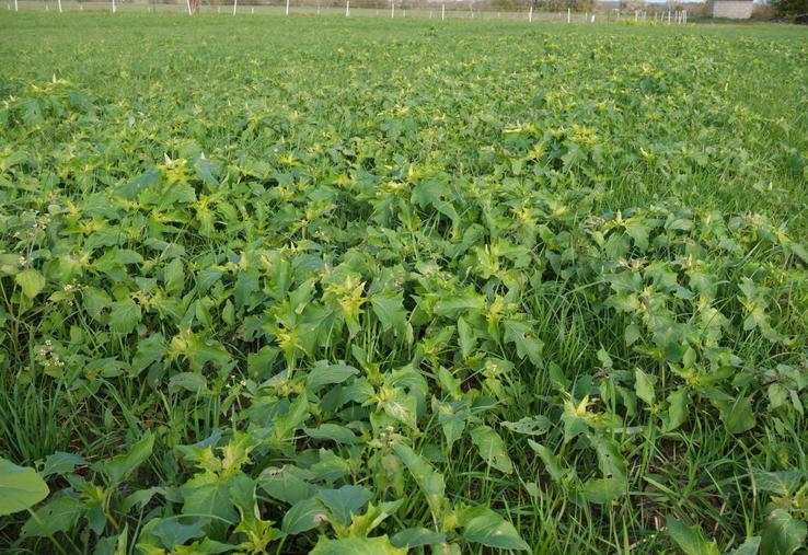 Parcelle envahie de datura stramoine, en novembre 2022, à Saumur.