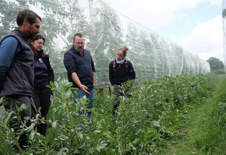 Bruno Jaloux, de l'Institut Agro d'Angers, en observation avec Laurina Chioso, conseillère arbo à la Chambre d'Agriculture, au Verger de la Hanère, une exploitation intégrée dans le projet Diver'ant. « On veut que les fourmis viennent sur la féverole, et non sur les arbres », explique-t-il.