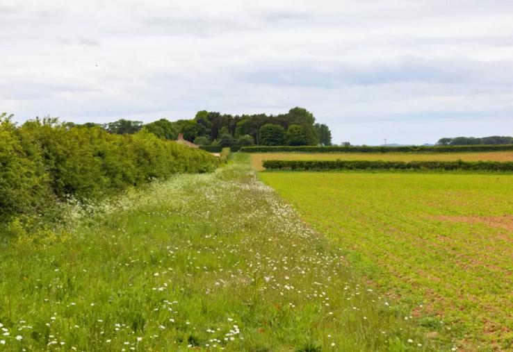 La mesure MAEC PHY5, ouverte en Pays de la Loire, est réservée aux exploitations qui ont moins de 10 UGB herbivores et qui ont pour objectif une forte diminution des IFT (minimum 20 % de cultures à Bas Niveau d'Intrants parmi les terres arables). Les engagements doivent se faire à la PAC comme les autres MAEC, d'ici le 15 mai. Un diagnostic devra ensuite être réalisé avant le 15 septembre 2026. Les agriculteurs bio sont éligibles à la mesure. En parallèle, pour les éleveurs herbagers, l'engage...