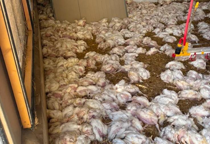 Les élevages de volailles ont été particulièrement impactés.