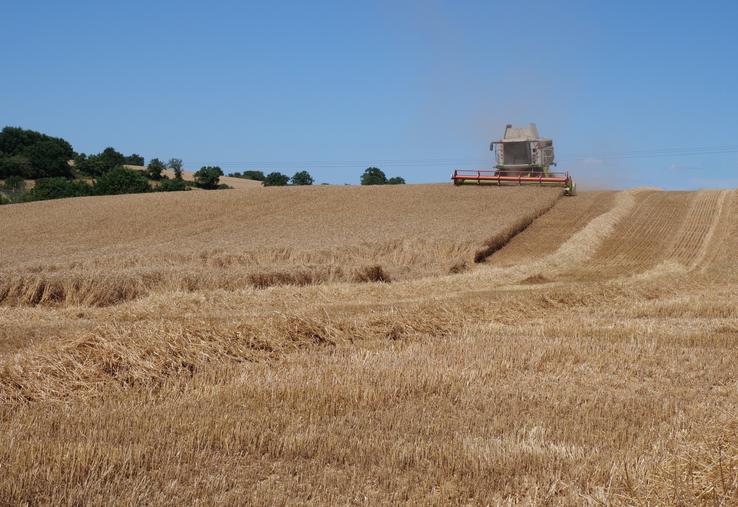47 ha de blé ont été récoltés en deux jours de chantier à La Membrolle-sur-Longuenée.