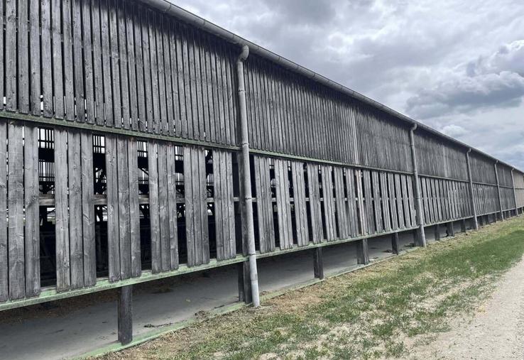 Pour aérer les bâtiments vaches laitières et taries, des planches de bardage ont été retirées.