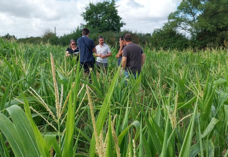 Expertise au Gaec de la Ruaudière dans les Hauts d'Anjou, avec très peu d'épis, l'estimation avoisine 3-4 T/ha