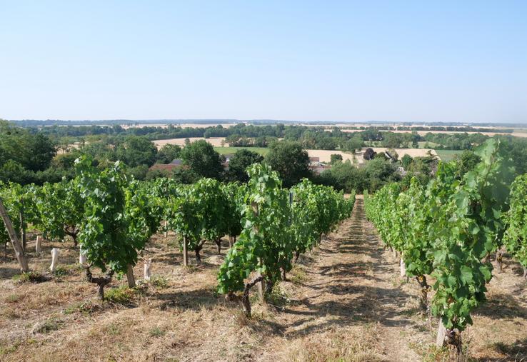 Les parcelles de chenin dominent le Layon, au domaine Bodineau.