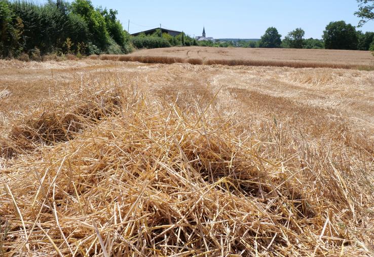 Moisson de blé en juin à Longuenée en Anjou.