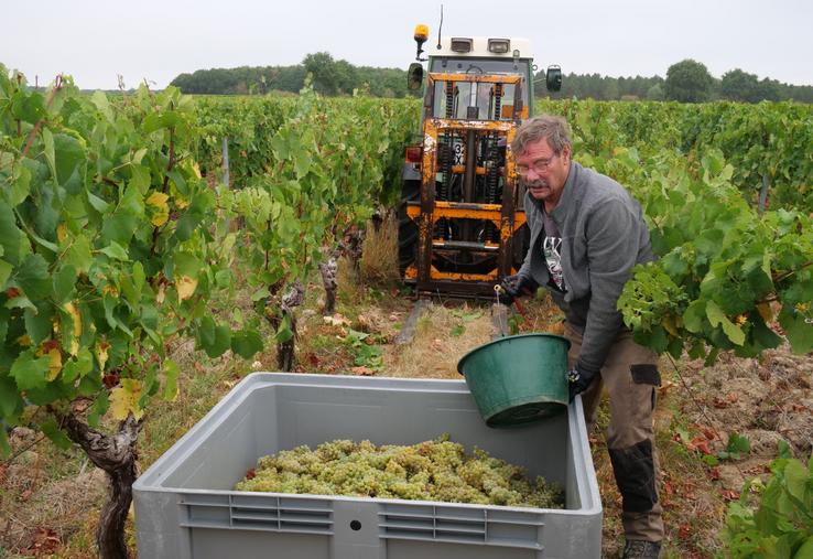 La vendange a commencé mercredi 19 août au Château du Fresne à Bellevigne en Layon (Faye d'Anjou). En haut à droite, un des associés, David Maugin. En-dessous, des baies flétries par le soleil. 