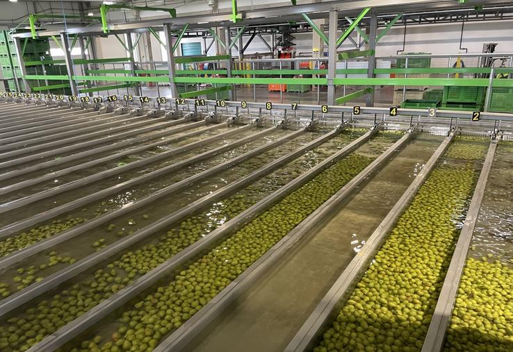 Les poires sont pré-calibrées dans l'eau. Dès que 300 kg d'un même calibre sont rassemblés, les poires sont dirigées vers la sortie.