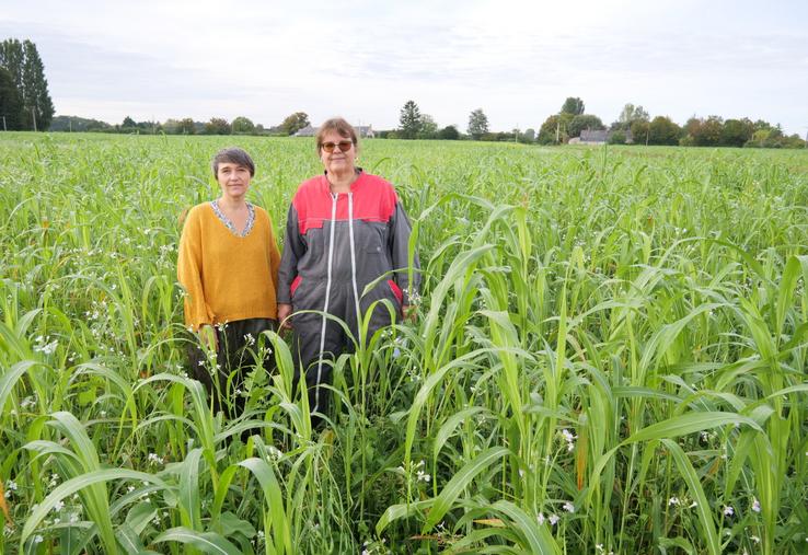 Marie-Line Faure et Florence Léon, conseillères agronomie à la Chambre d'agriculture, dans une plateforme de couverts du Gaec la Clé des champs, semée en juillet. À côté, la parcelle fin juillet et fin août.