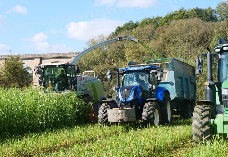Chantier d'ensilage de sorgho, le 20 octobre à Cholet à l'EARL la Bouffée d'herbe, par la Cuma l'Alliance. L'ensileuse est équipée d'un cueilleur adapté au sorgho.