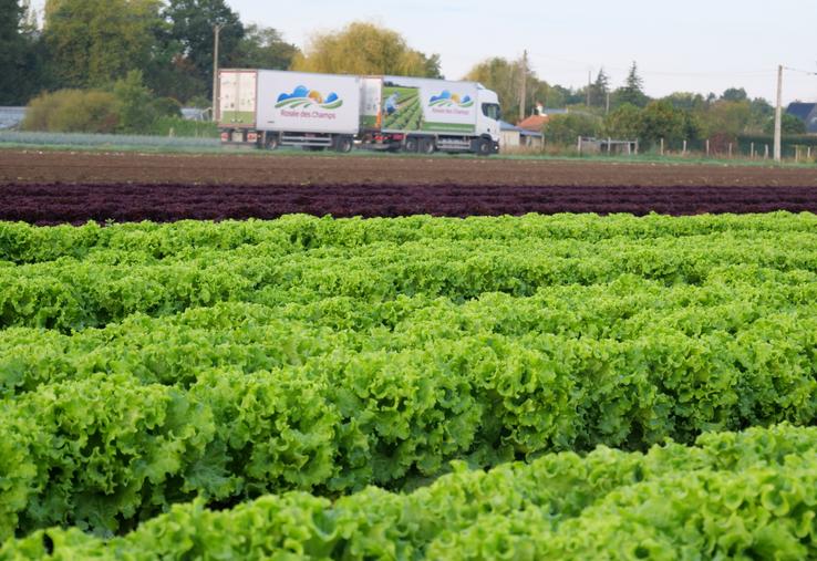 Semées semaine 35, ces salades seront les dernières de la saison cultivées en plein champ.