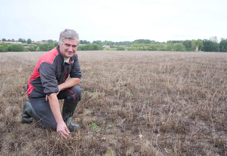 Grillée depuis juin, cette parcelle de prairie va être resemée en méteil. En haut à droite, une parcelle entièrement re-semée il y a 10 jours et en dessous, une parcelle qui va recevoir un sur-semis. 