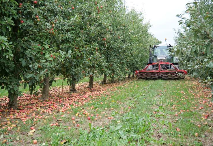 Chaque arbre est secoué par la machine afin de faire tomber les pommes au sol.
